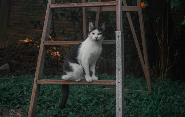 Discover top ad spy dropshipping tools for winning products